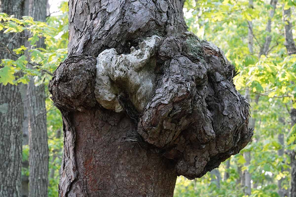 A horizontal photo of a tree with an abnormal knobby growth or gall on the trunk.