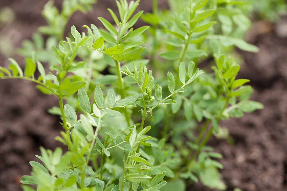 A close up horizontal image of lentils growing in the garden pictured on a soft focus background.