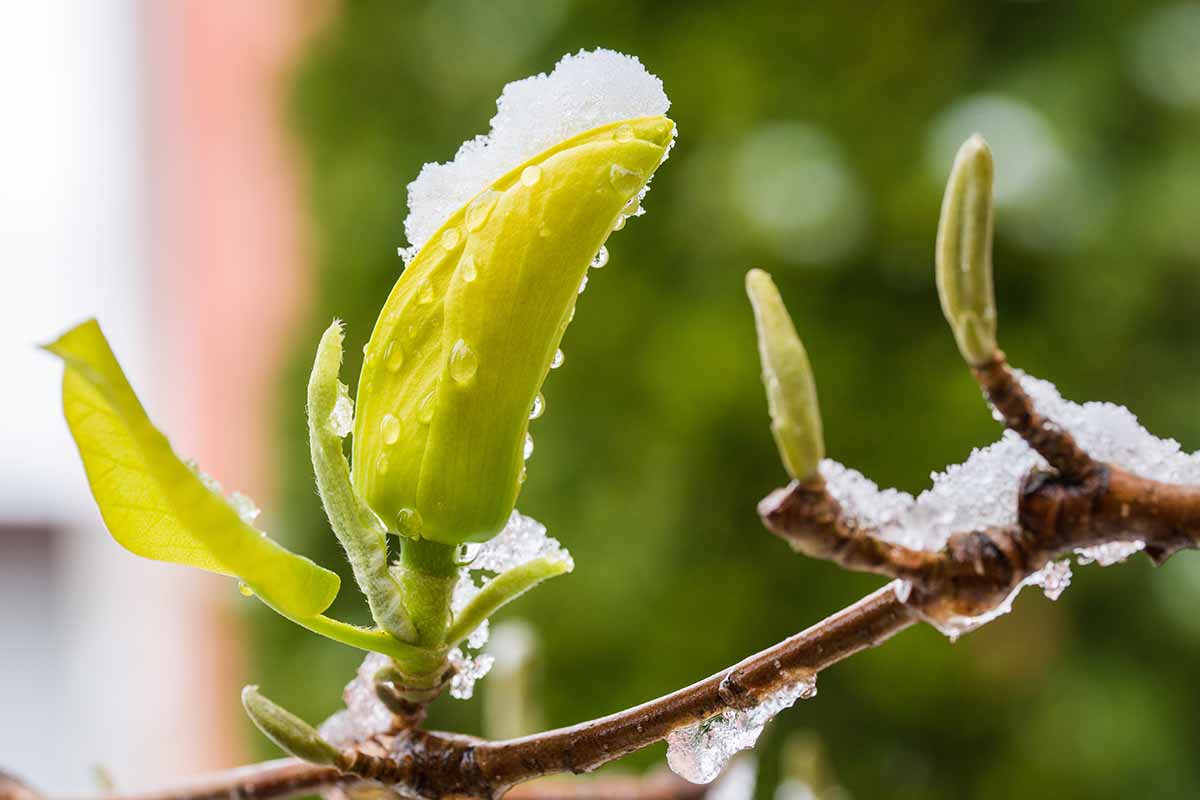 A close up horizontal image of magnolia buds covered in late season snow, pictured on a soft focus background.
