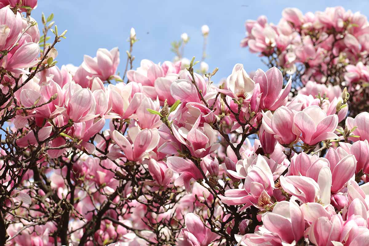A close up horizontal image of a pink magnolia tree in full bloom, pictured in bright sunshine on a blue sky background.