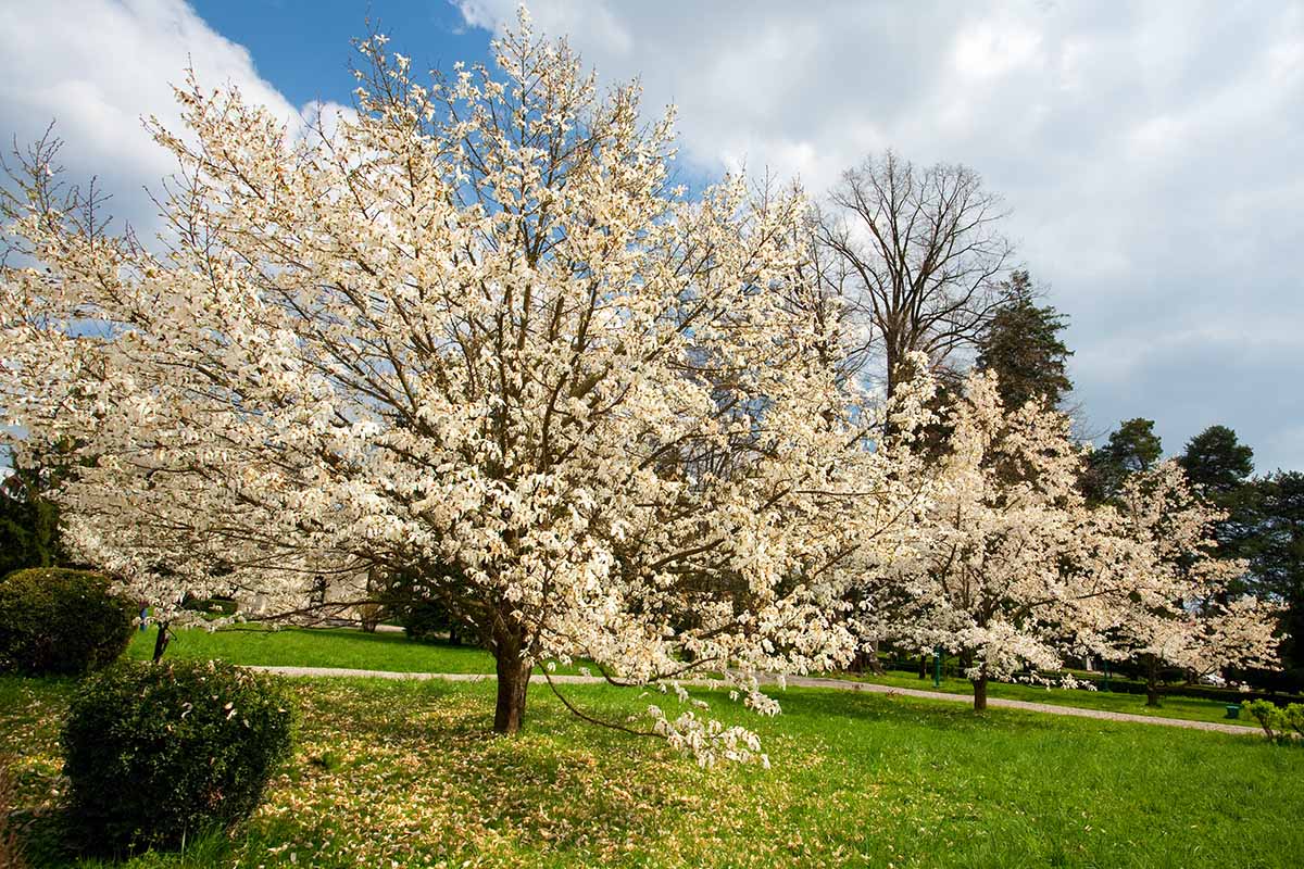 A close up horizontal image of a magnolia tree in bloom in a park in spring.