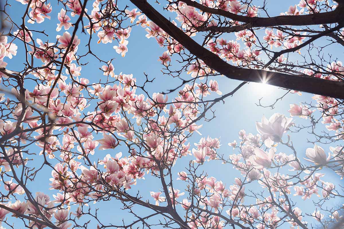 A horizontal shot looking up through the canopy of a magnolia tree in bloom with bright blue sunshine-filled sky above.
