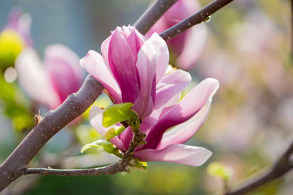 A horizontal close up of a pink magnolia bloom on a tree branch, pictured on a soft focus background.
