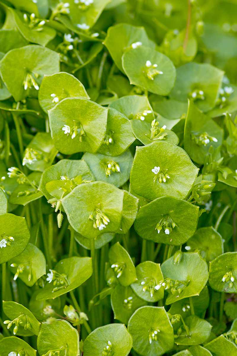 A close up vertical image of miner's lettuce (Claytonia) in bloom growing wild.