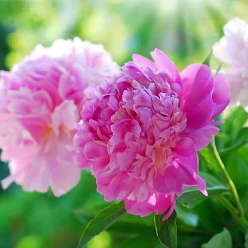 A square image of 'Mister Ed' peony flowers growing in the garden pictured on a soft focus background.