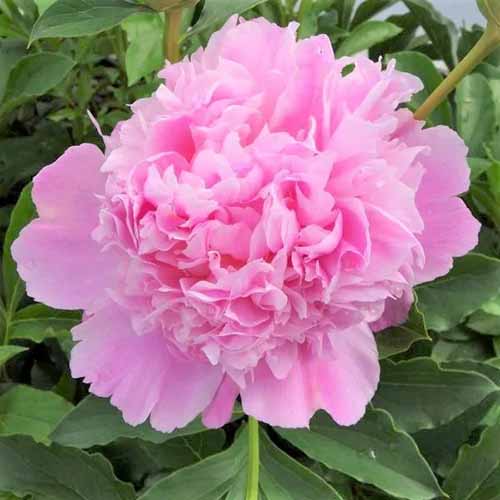 A square image of a light pink 'Monsieur Jules Elie' peony bloom growing in the garden.
