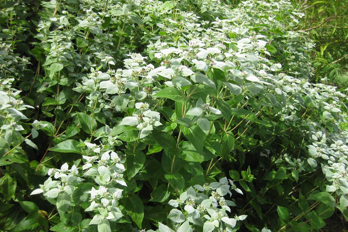 A horizontal image of a large clump of mountain mint (Pycnanthemum) growing in the garden pictured in light sunshine.