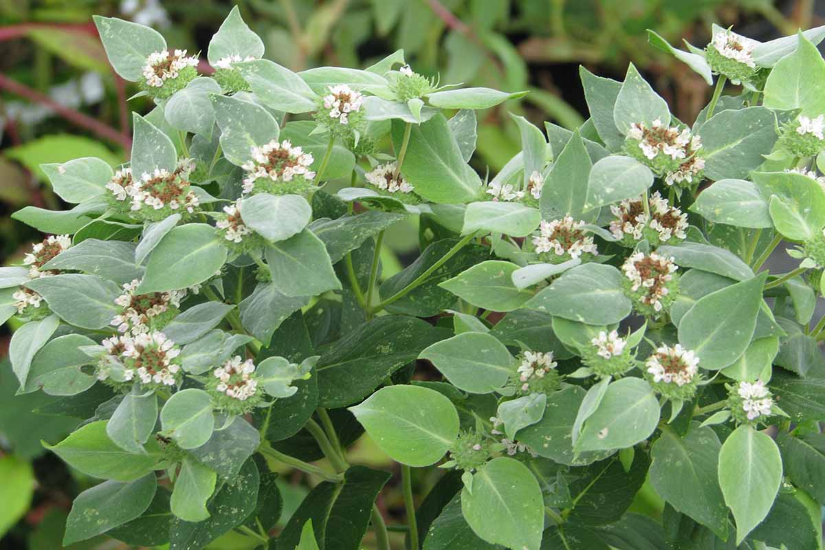A horizontal image of mountain mint (Pycnanthemum) in full bloom growing in the garden.