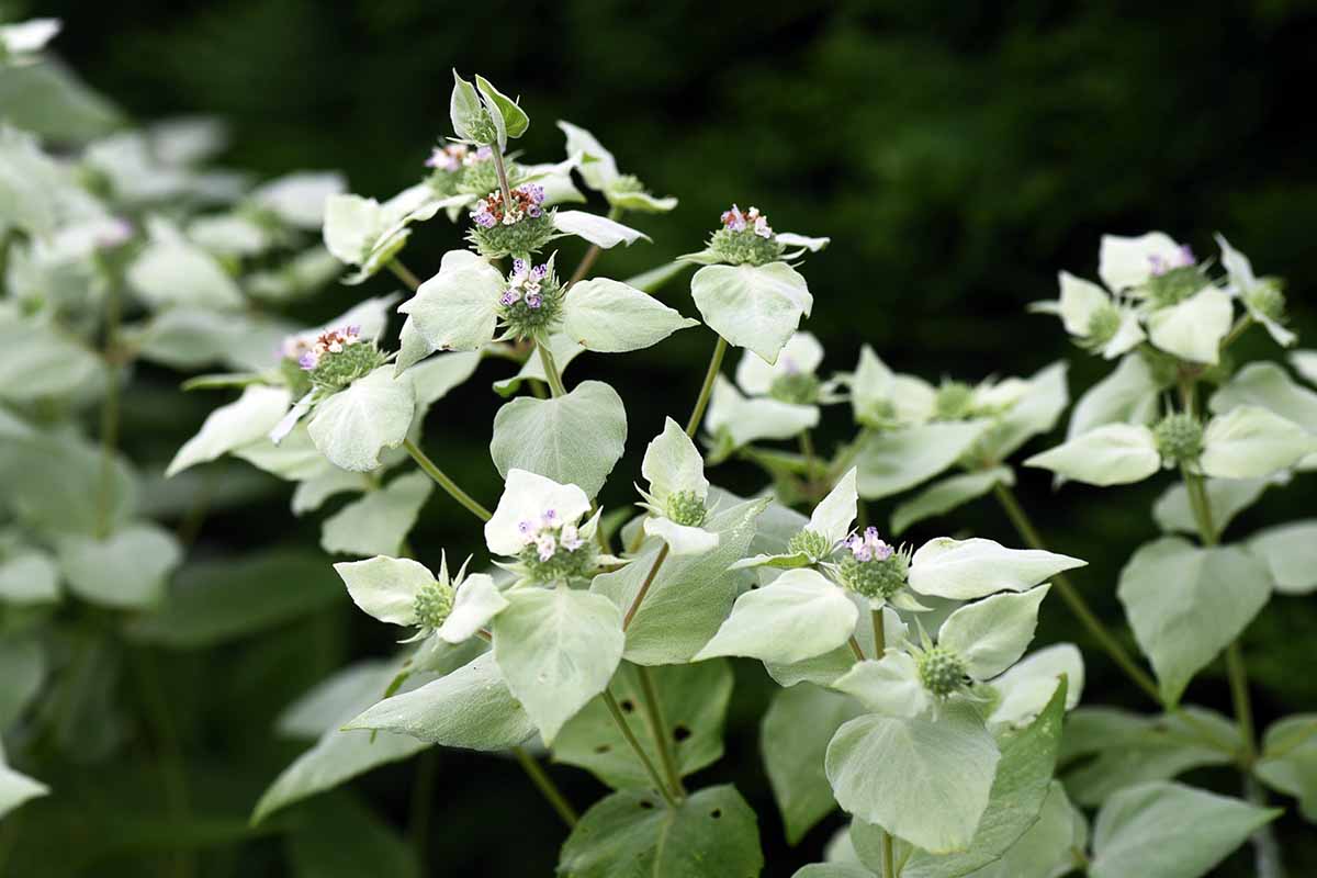 A close up horizontal image of the flowers and foliage of a mountain mint plant growing in the garden pictured on a dark background.