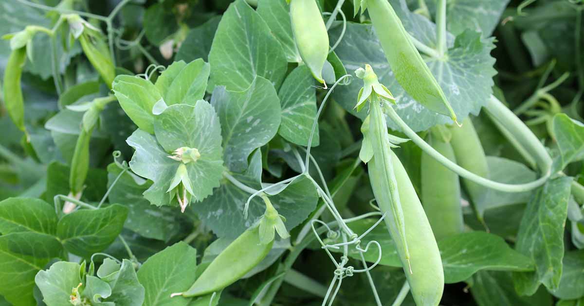 Why Pea Plants Fail to Produce Pods (and How to Fix It)