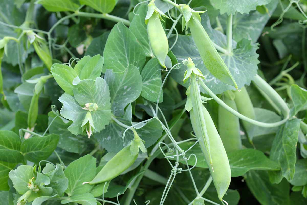 A horizontal close up of pea plants with no pods.