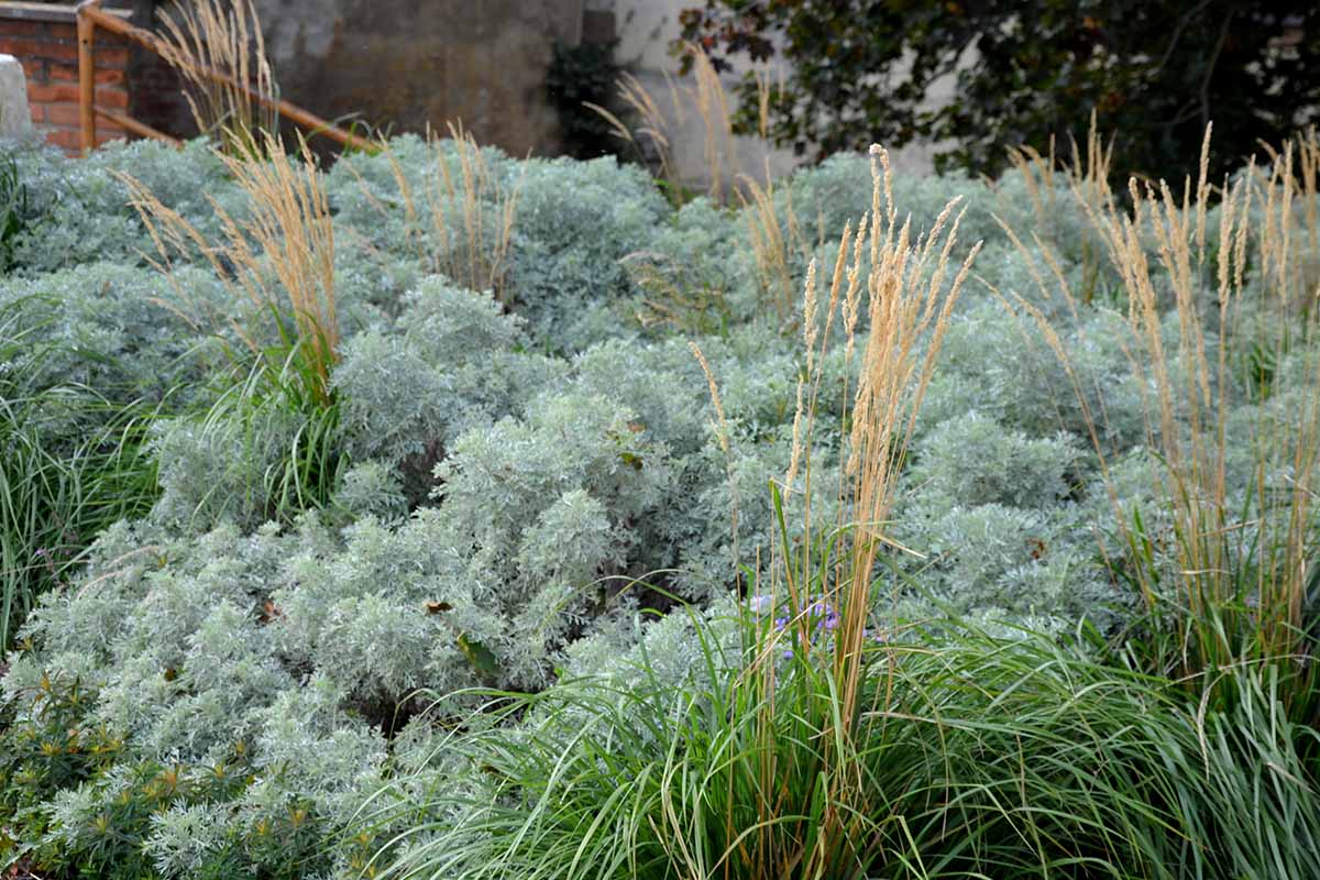A horizontal image of a garden border with muted colors of ornamental grasses and wormwood.