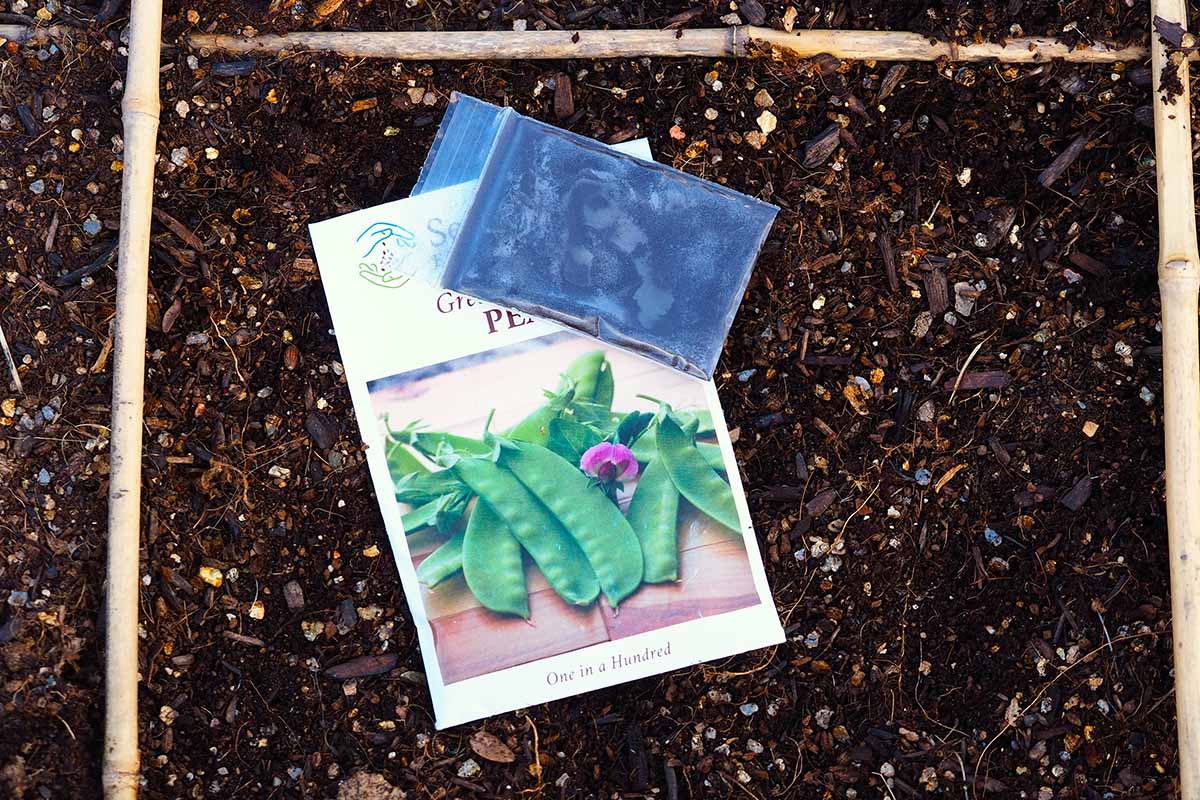 A close up horizontal image of a packet of snow pea seeds and a small packet of inoculant set on the surface of the soil.