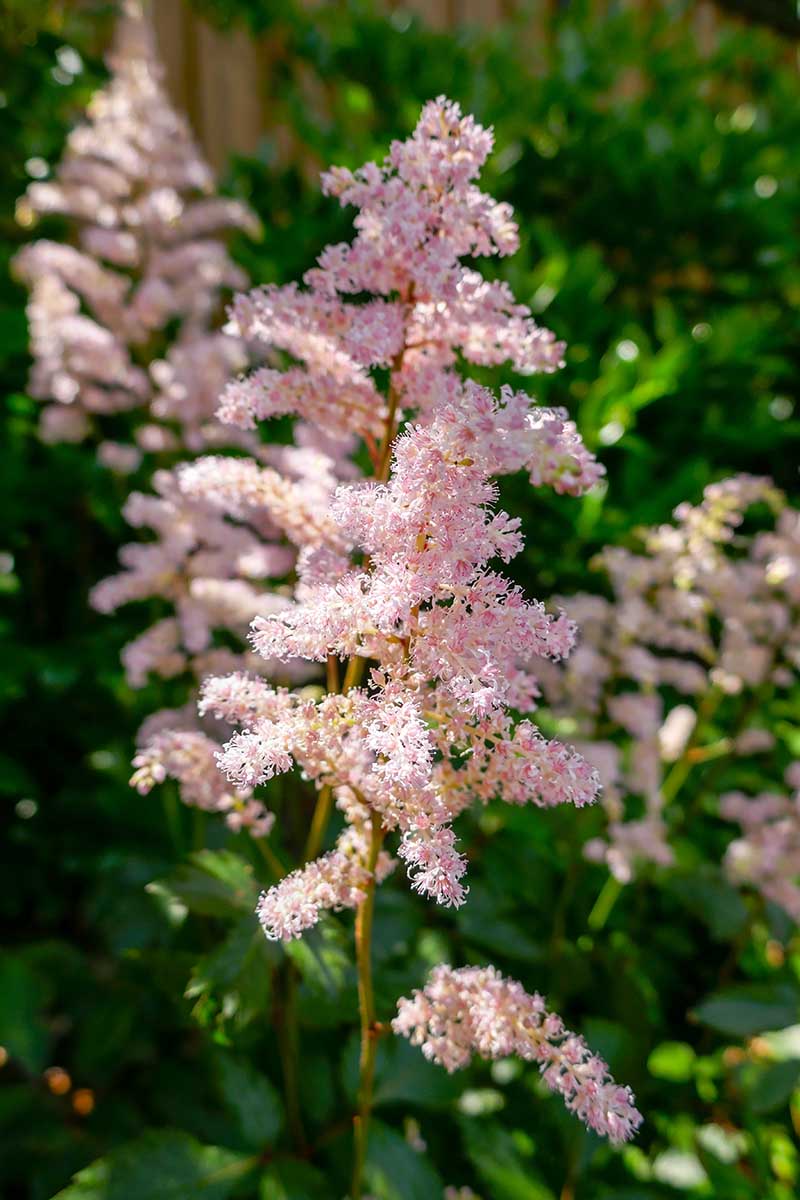 A close up vertical image of of blossoming pink astilbe growing in a shady spot in the garden pictured in light filtered sunshine.