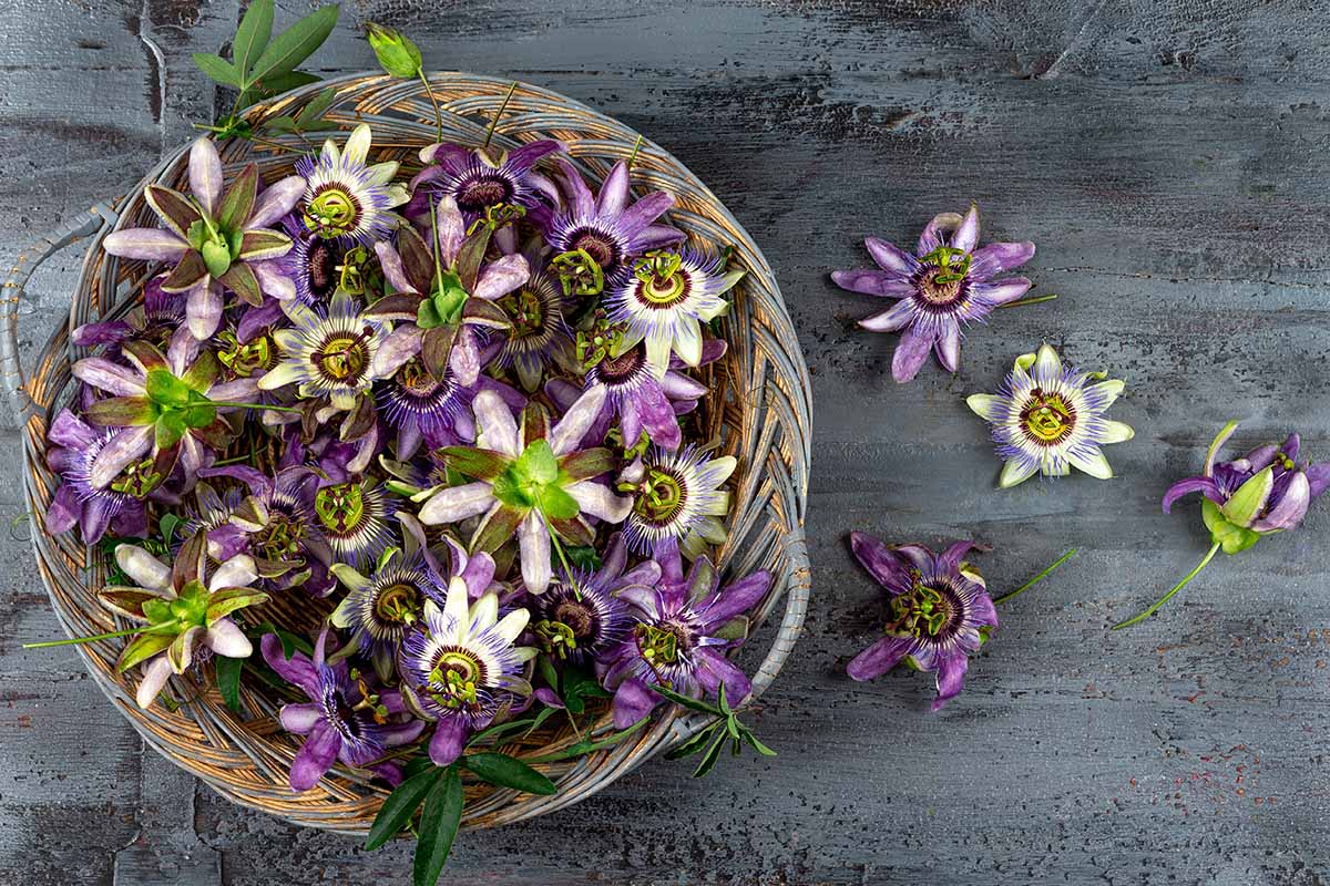 A horizontal photo of a bunch of passionflower blooms in a wicker basket.