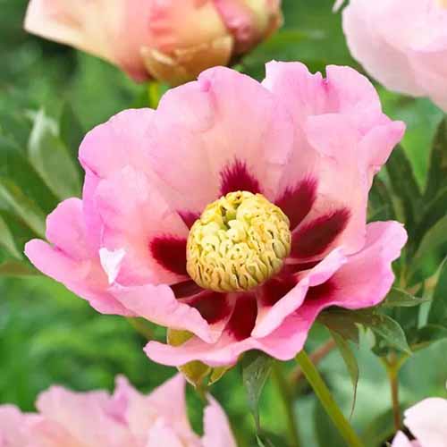 A square image of 'Pastel Splendour' peonies growing in the garden pictured on a soft focus background.