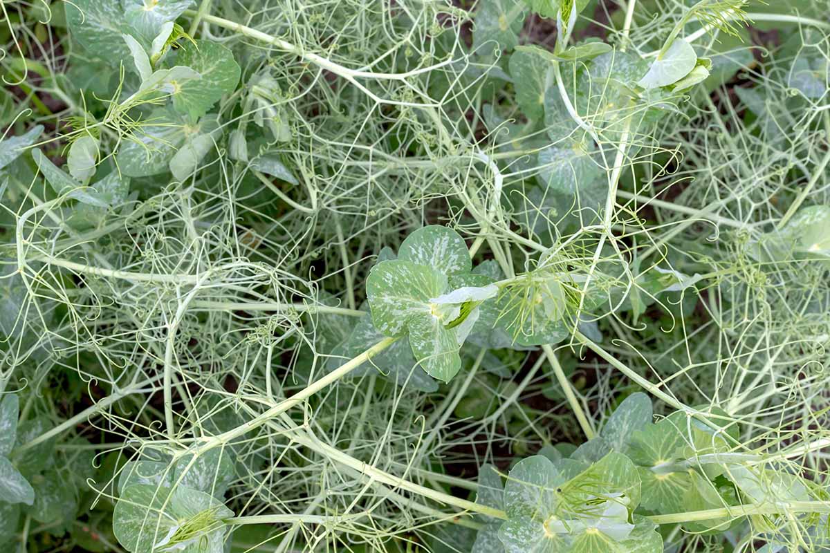A horizontal photo of pea plants tangled in a garden bed with no pods and white spots on the leaves.