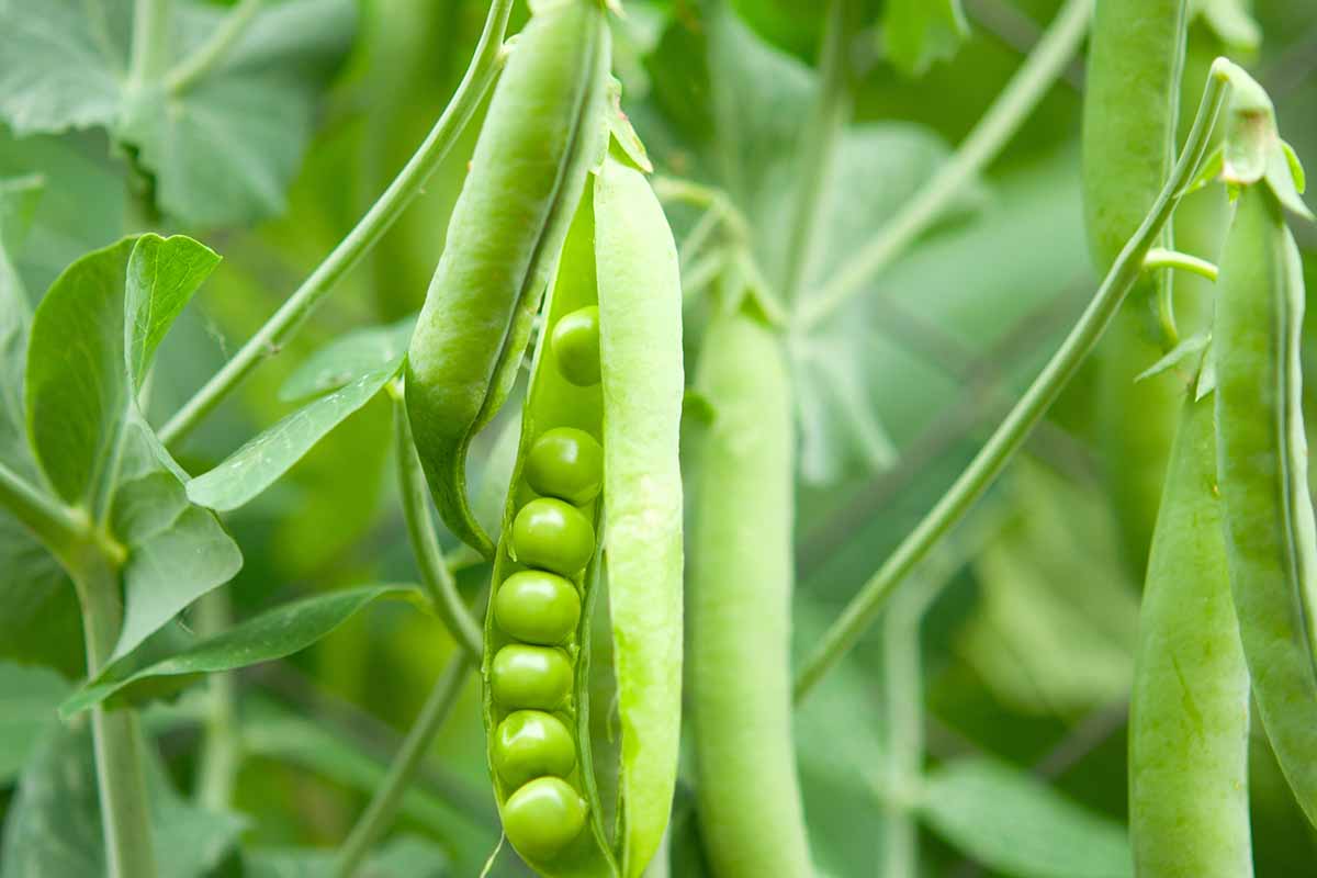 A close up horizontal image of a pod of peas split open on the plant, pictured on a soft focus background.