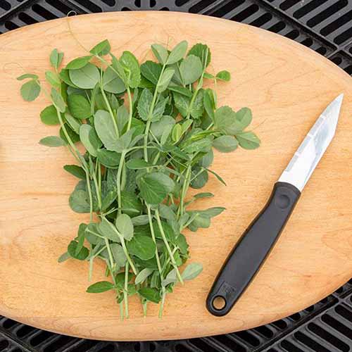 A square photo of pea shoots lying on a wooden cutting board with a sharp black-handled knife lying next to them.