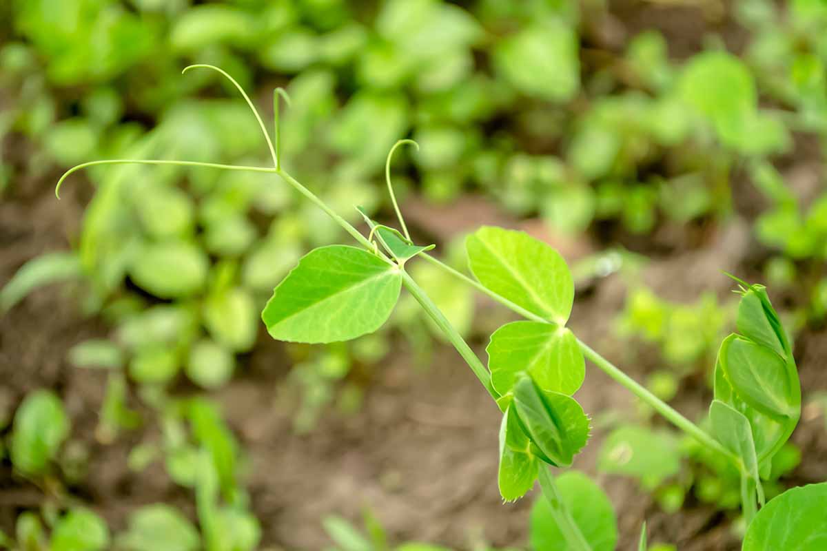 A horizontal photo of pea shoots growing in a garden.
