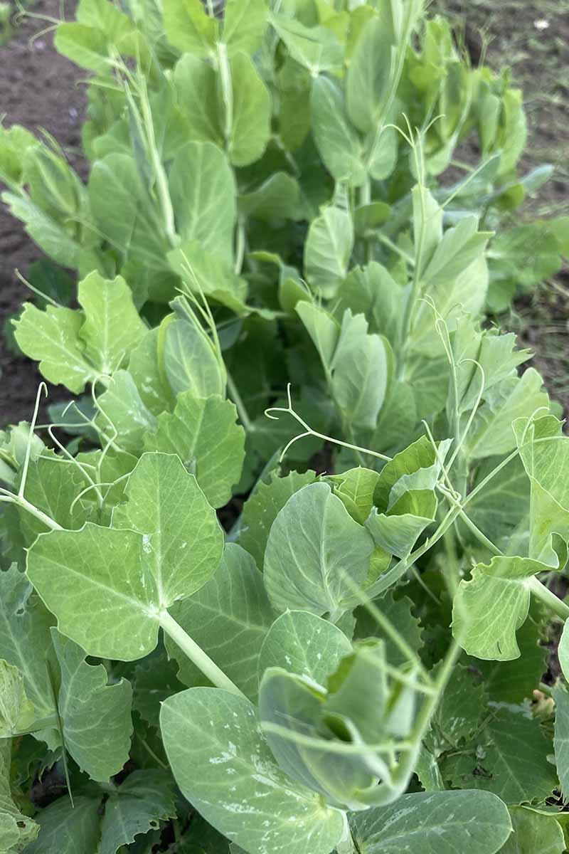 A vertical photo of pea plants growing in rows in the garden.