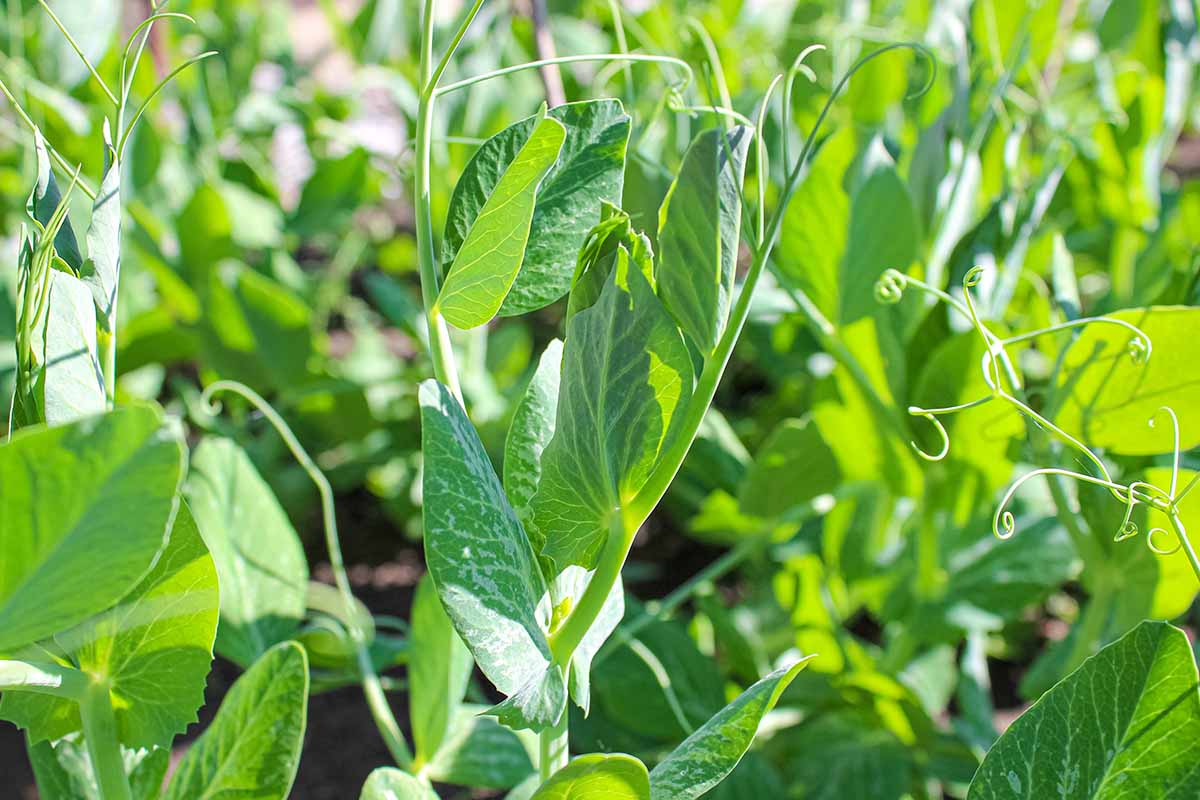 A horizontal shot of young pea shoots in a field ready to harvest.