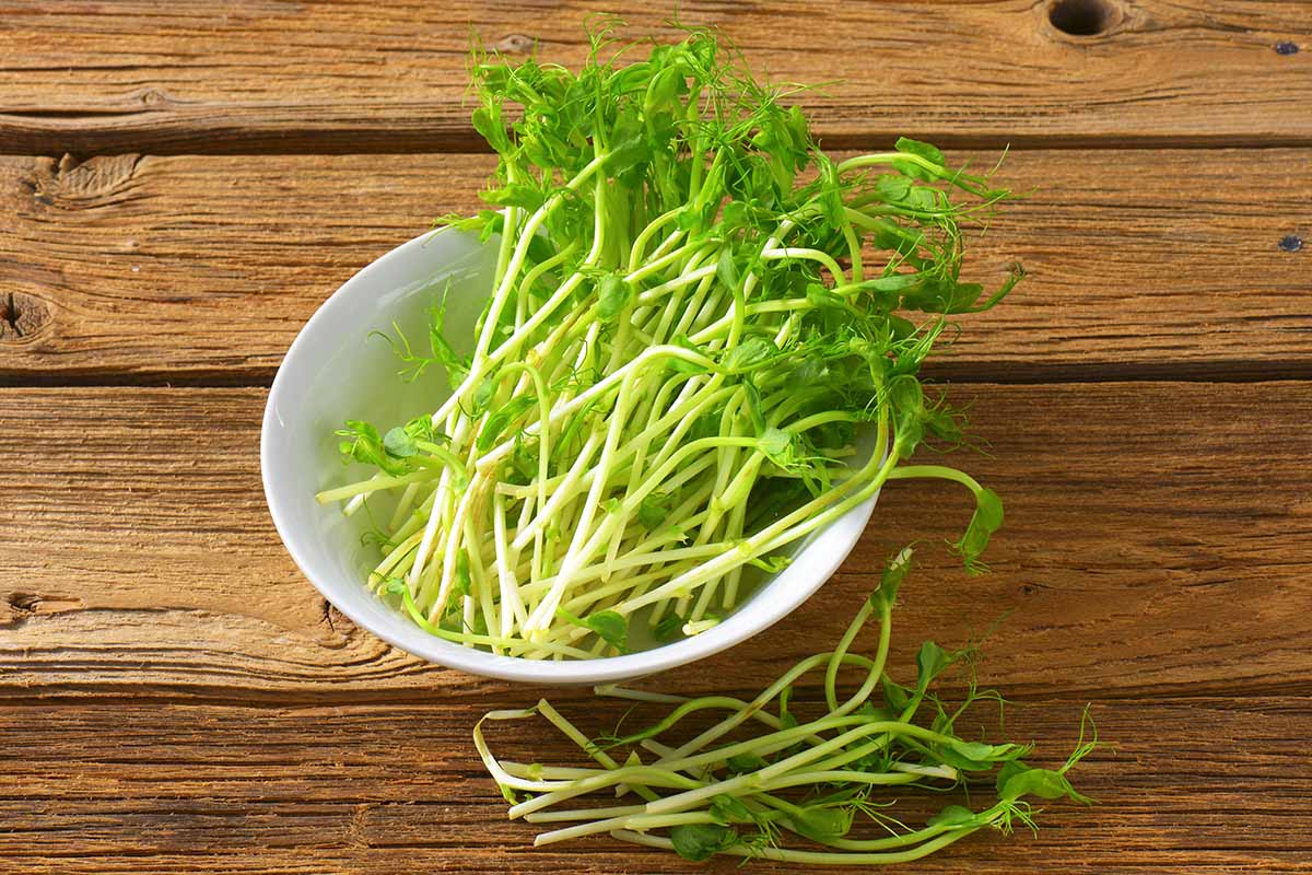 A horizontal photo of pea shoots in a white bowl against a wooden table background.