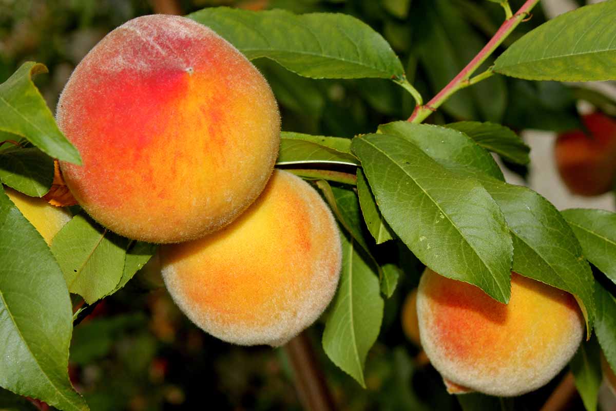 A close up horizontal image of 'Elberta' peaches growing in the garden pictured on a soft focus background.
