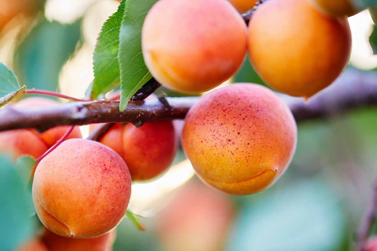A close up horizontal image of ripe fruits on the branch ready to harvest pictured on a soft focus background.
