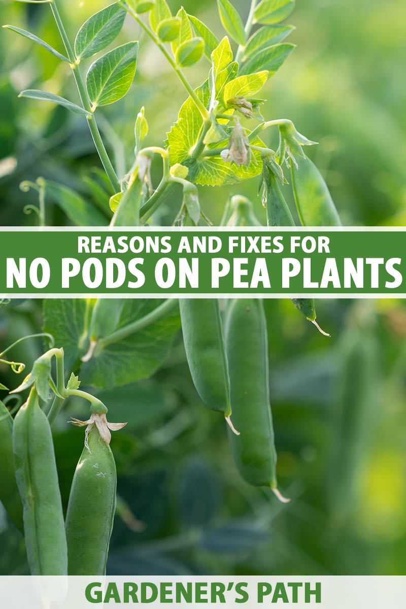 A vertical shot of pea plants growing in a garden with pods hanging off of the plant. Green and white text span the center and bottom of the frame.