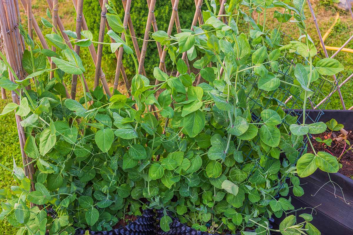 A horizontal photo of pea plants growing up a trellis in a garden.