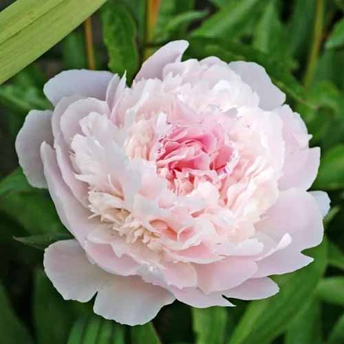 A square image of a single 'Pecher' peony flower growing in the garden.