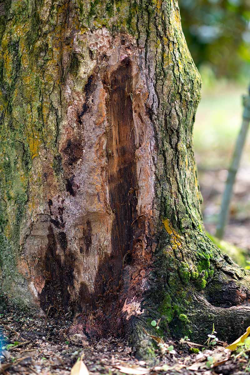 A vertical photo of the trunk of a tree infected with phytophthora at the base of the tree.