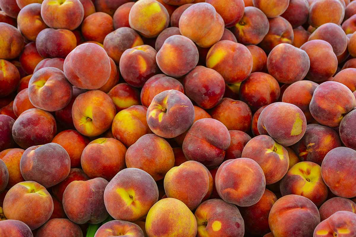 A close up horizontal image of a big pile of 'Contender' peach fruits at a market.