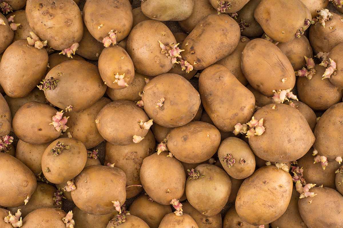 A horizontal photo from above of many potatoes that are sprouting.