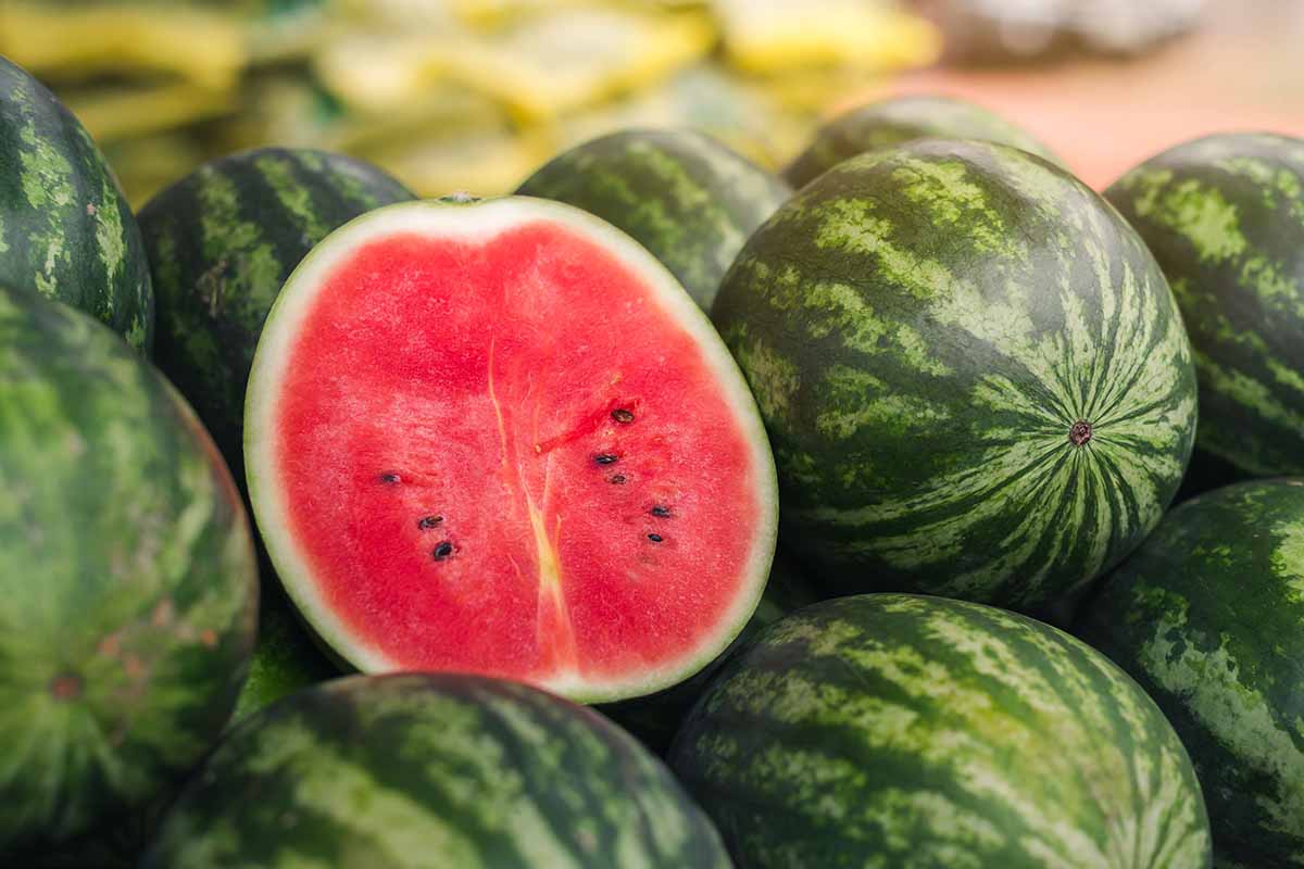 A horizontal shot of a stack of watermelon fruits. The fruit on the top of the heap is cut open revealing the red flesh inside.
