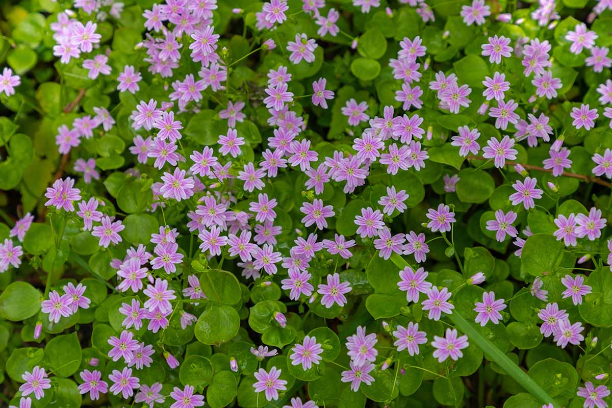 A close up horizontal image of Claytonia sibirica aka miner's lettuce in full bloom with light pink flowers.