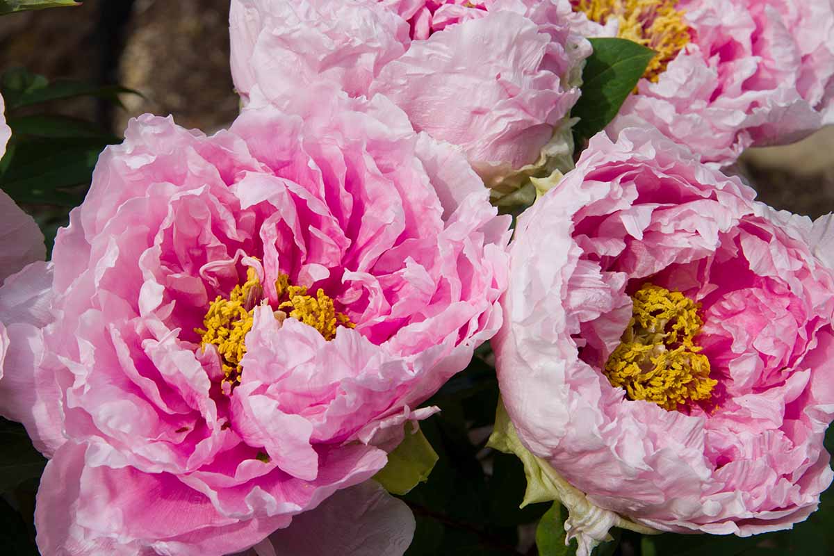 A close up horizontal image of the ruffled petals of pink Hanakisoi peony flowers.