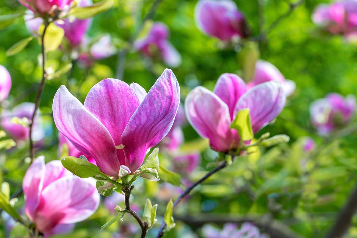 A horizontal photo of pink magnolia blooms in the garden with a blurred green background.