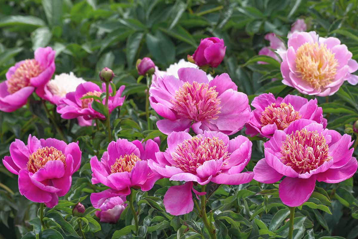 A horizontal image of bubblegum pink 'Neon' peony flowers growing in the garden with foliage in soft focus in the background.