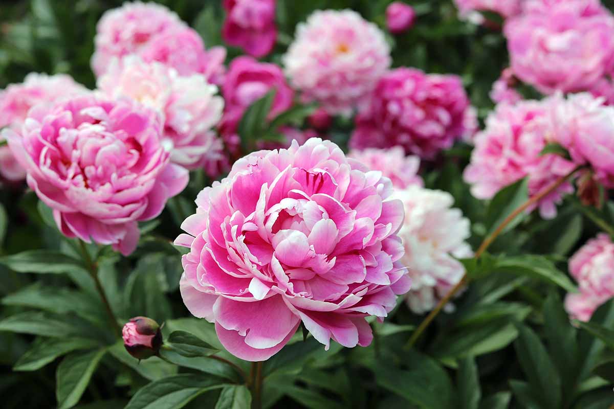 A close up horizontal image of bright pink peony flowers growing in the garden.