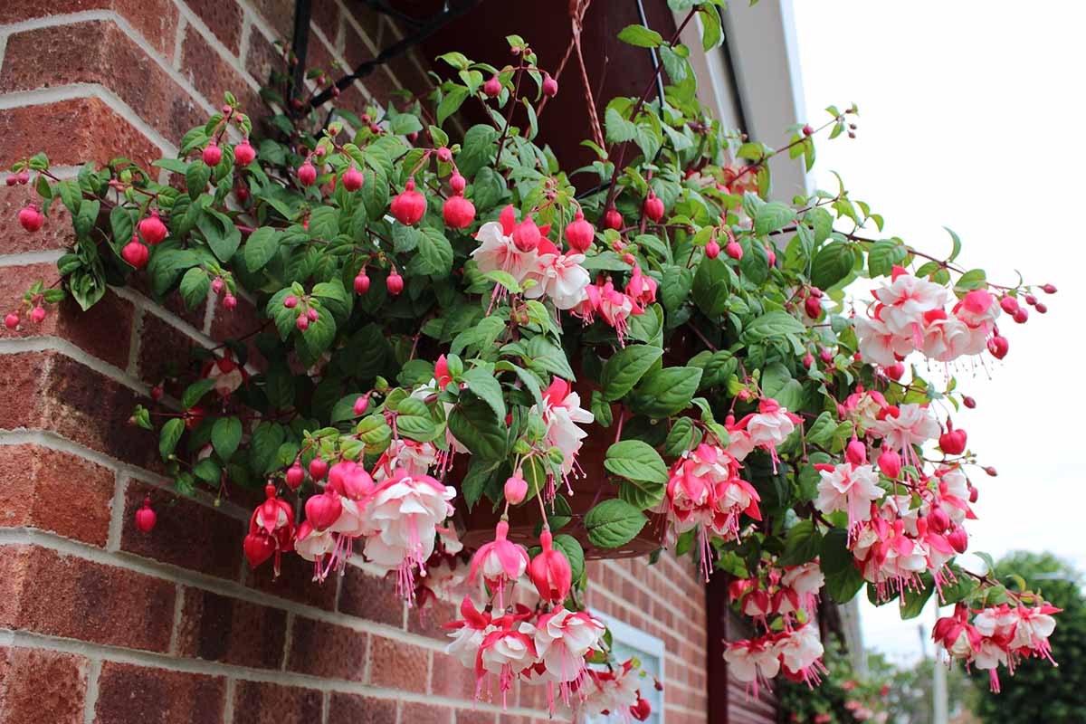 A horizontal photo of a hanging basket of fuchsia with red and white flowers against a brick house.
