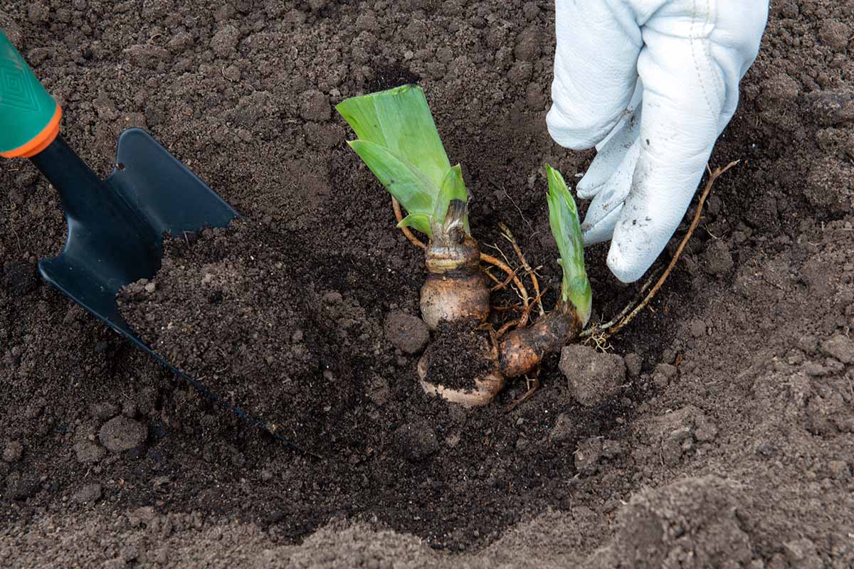 A horizontal photo of a gardener wearing gloves is planting an iris rhizome in a hole that has been dug in the garden with a gardening trowel.