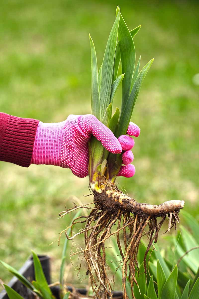 A vertical photo of a gardener's hand wearing a pink gardening glove holding a rhizome with iris foliage beginning to grow.