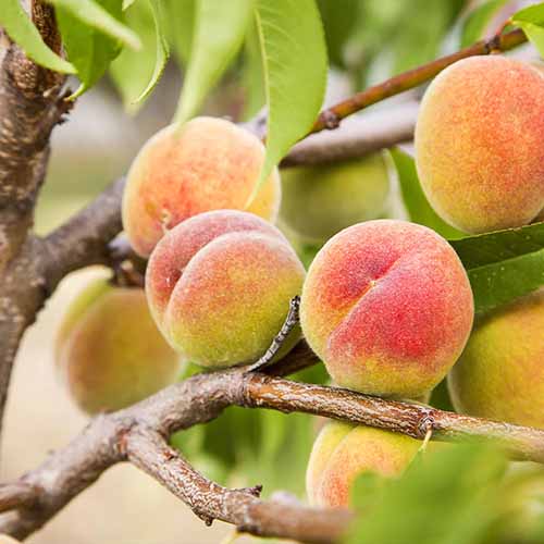 A square image of 'Polly White' peaches growing in the garden pictured on a soft focus background.