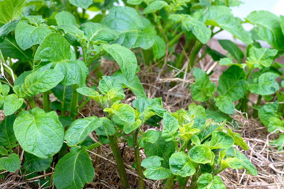 A horizontal photo of young potato plants growing in the garden with the start of blooms.