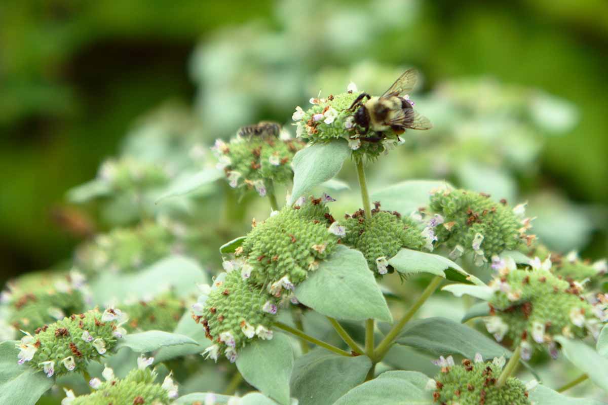 A close up horizontal image of a bee feeding from the flowers of a Pycnanthemum muticum plant pictured on a soft focus background.
