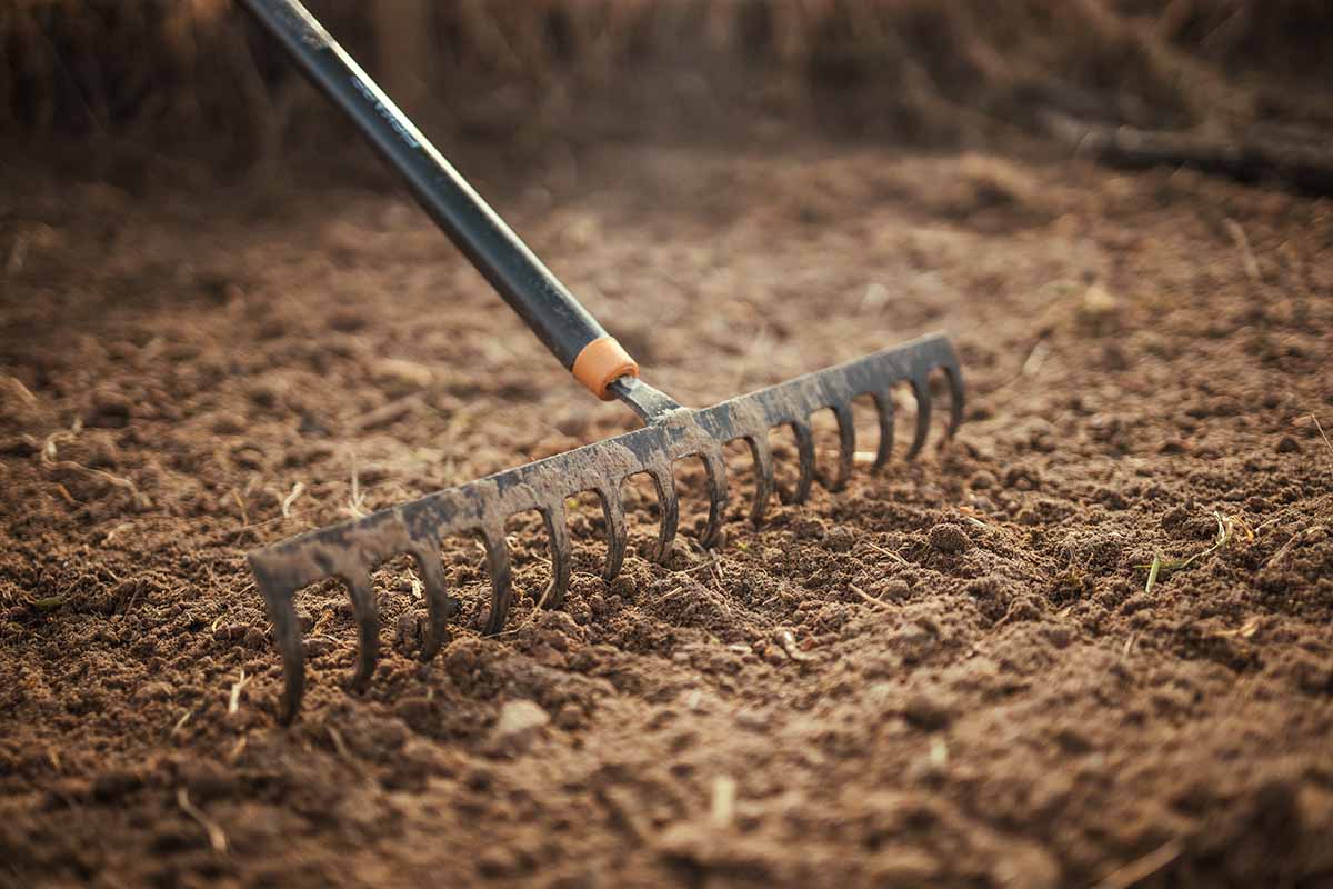 A horizontal photo of a rake being pulled through dry soil preparing to plant.