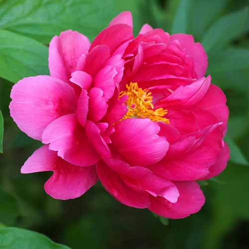 A square image of a single 'Raspberry Charm' bloom pictured on a soft focus background.