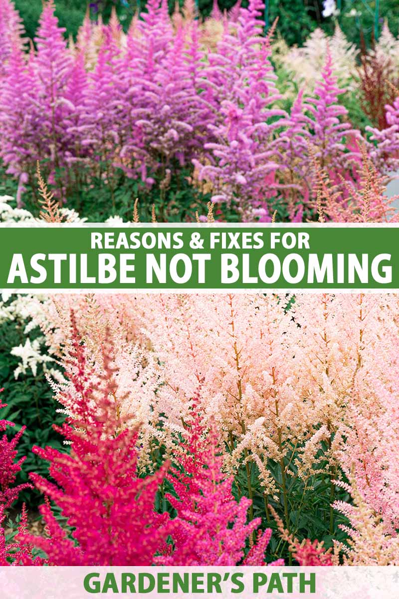 A vertical image of different colored astilbe flowers growing en mass in the garden. To the center and bottom of the frame is green and white printed text.